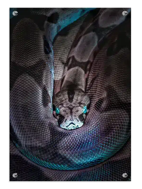 Bi Python Close Up Plakat
