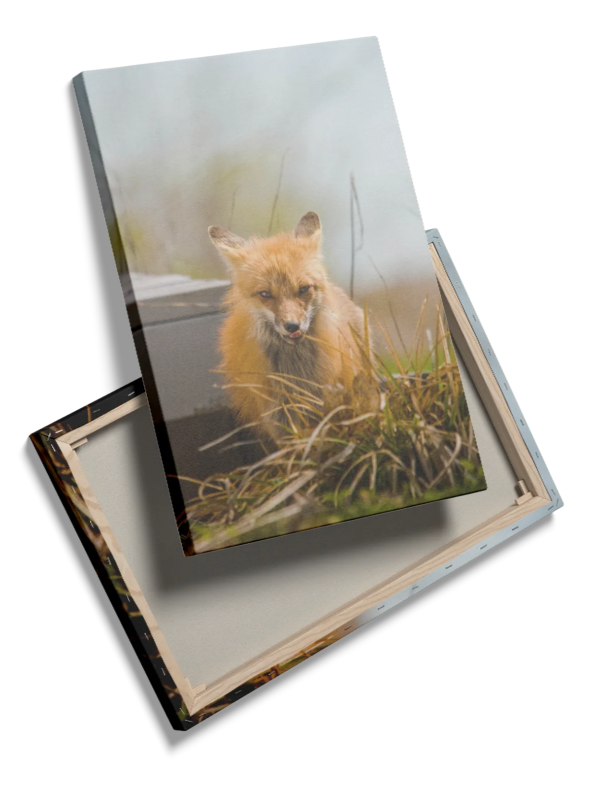 Red Fox Close Up Plakat
