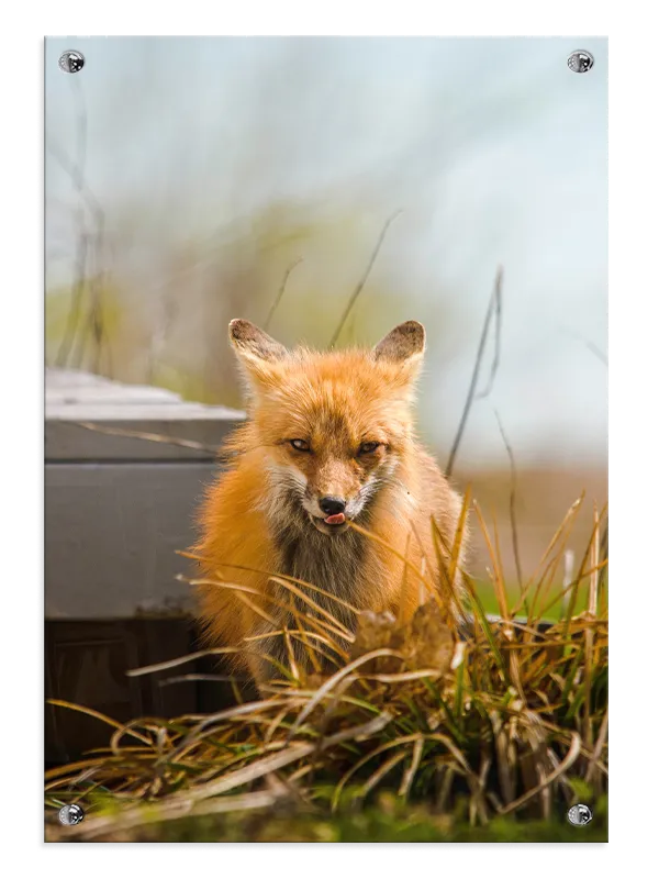 Red Fox Close Up Plakat