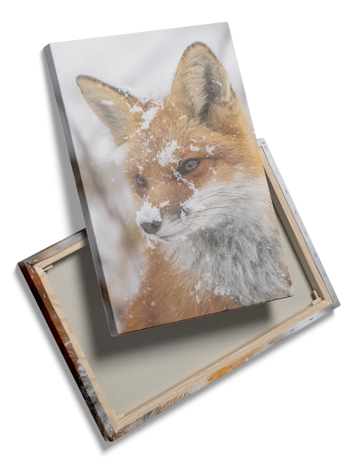 Red Fox Snow Plakat