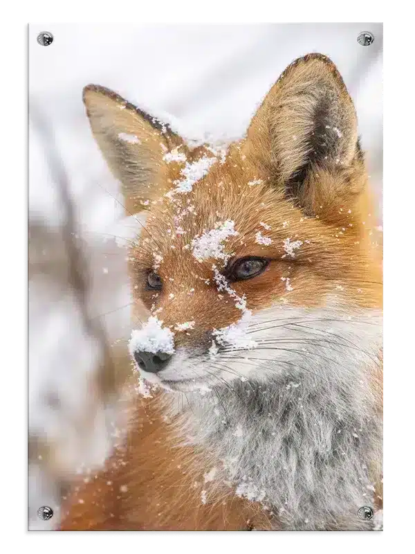 Red Fox Snow Plakat