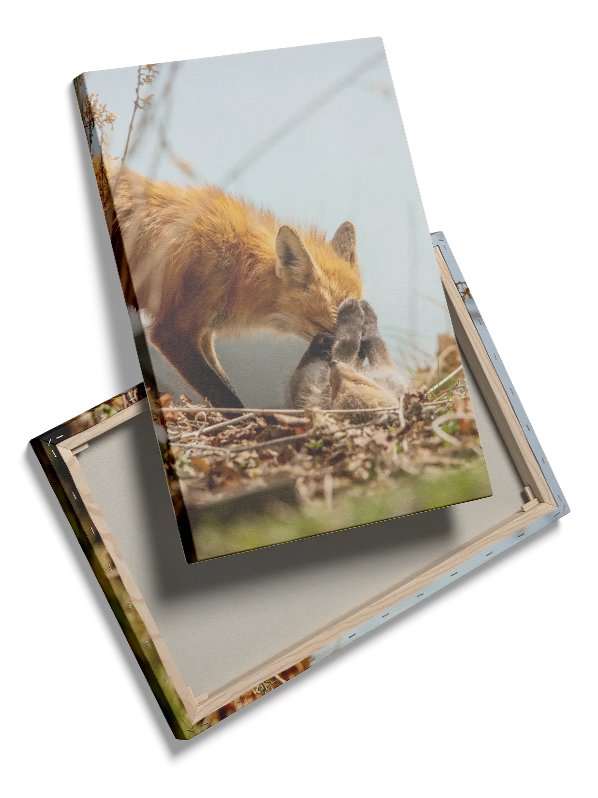 Red Fox Play Plakat