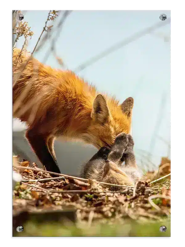 Red Fox Play Plakat
