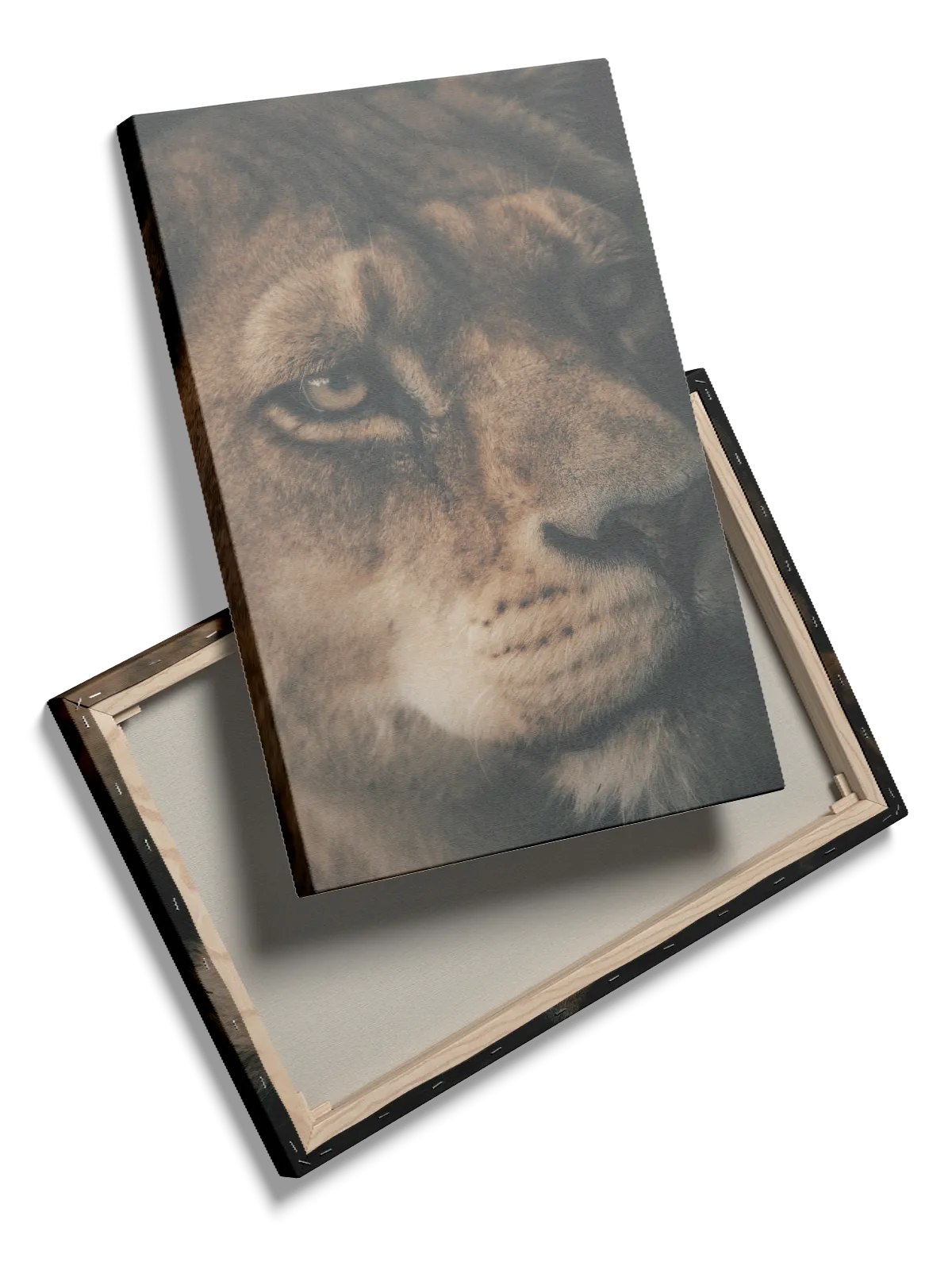 Lioness Face Plakat