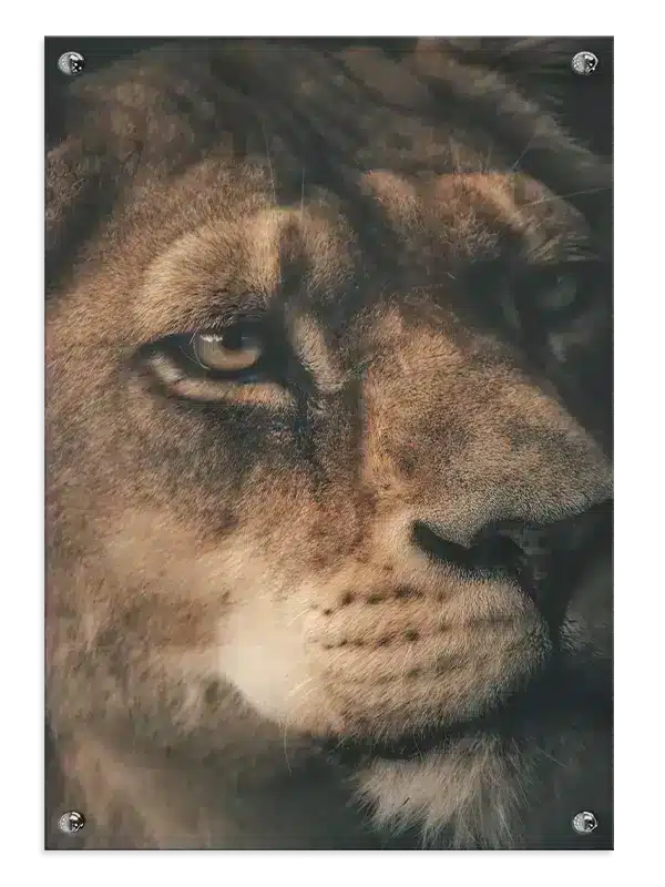 Lioness Face Plakat