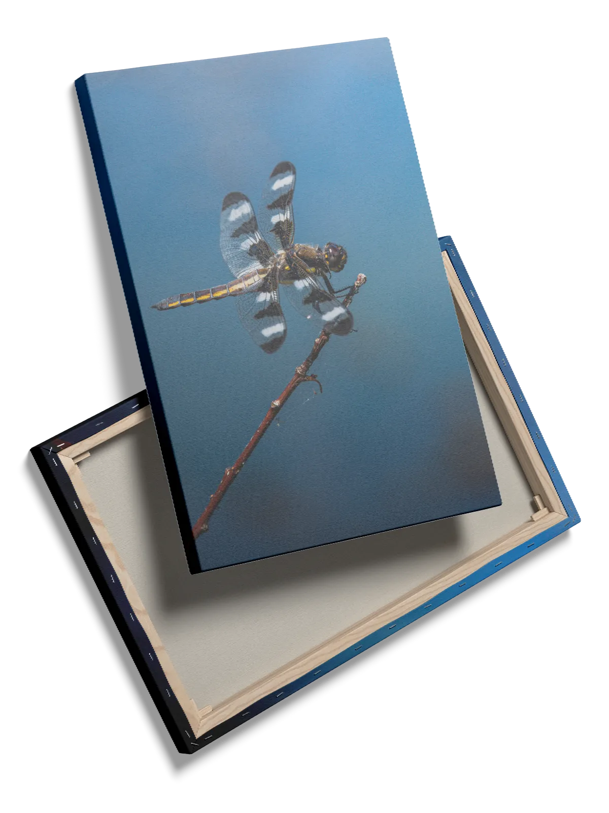 Insekt Dragonfly Plakat