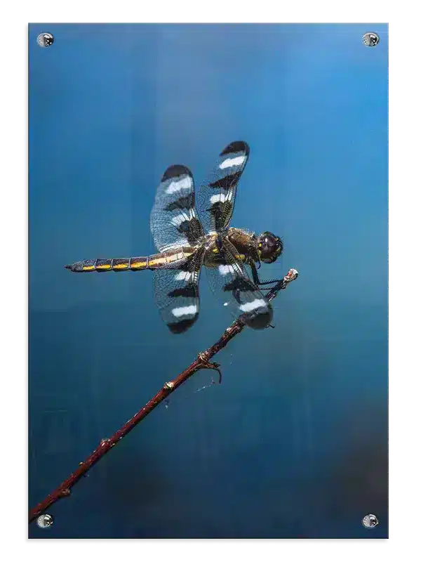 Insekt Dragonfly Plakat