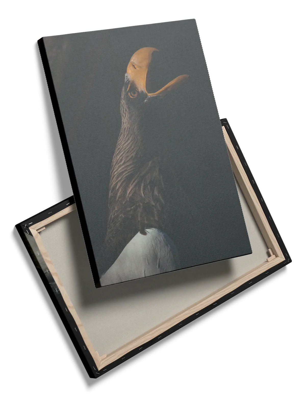 Steller Sea Eagle Plakat