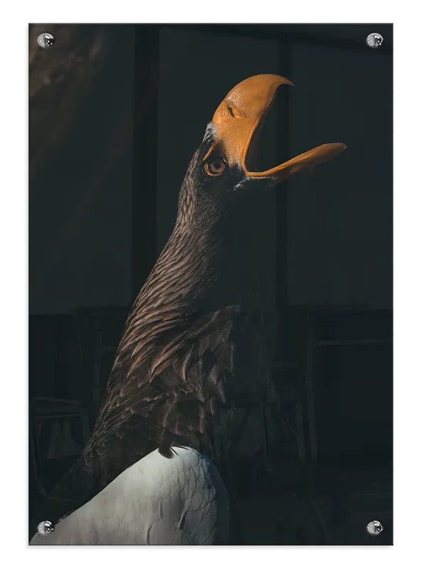 Steller Sea Eagle Plakat