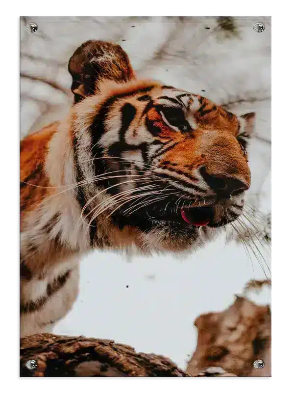 Bengal Tiger II Plakat