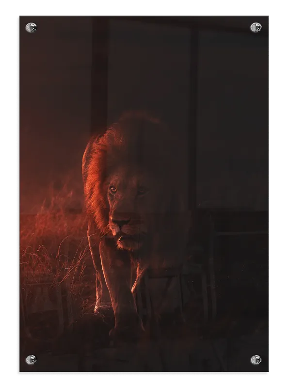 Lion At Dusk Plakat