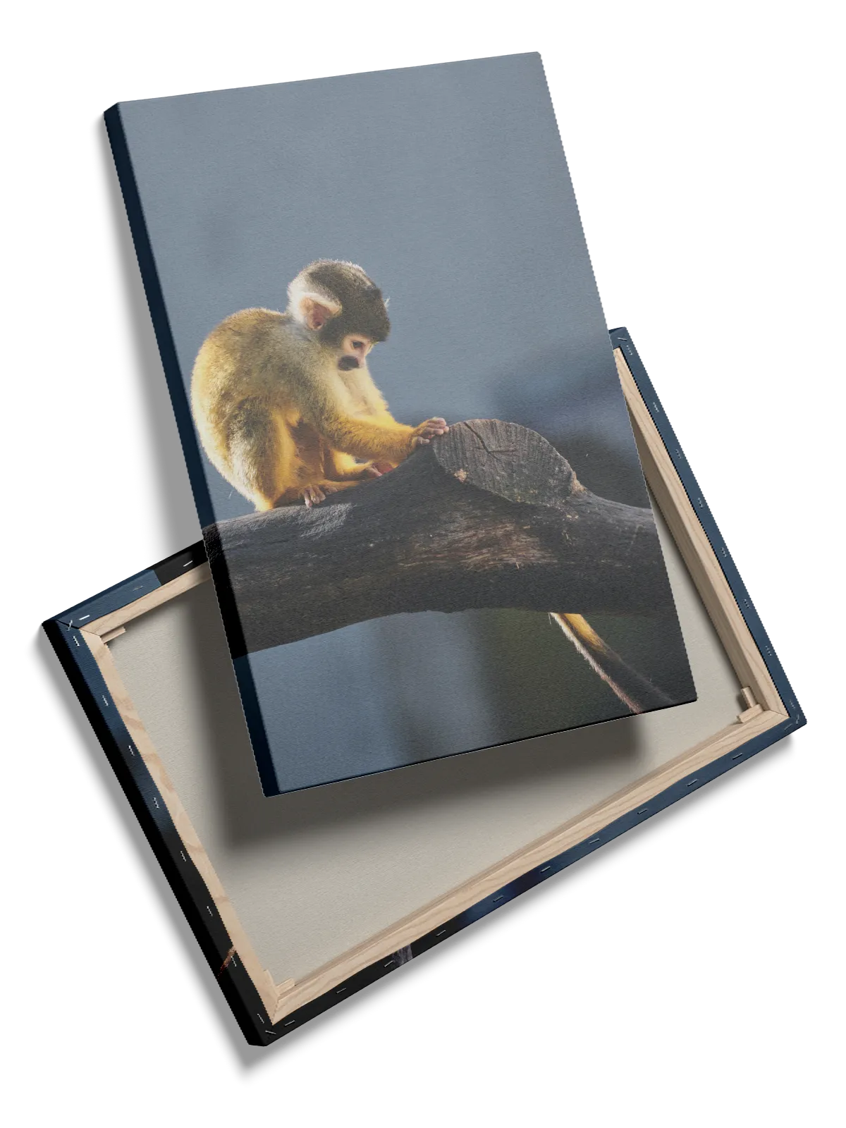 Squirrel Monkey Plakat