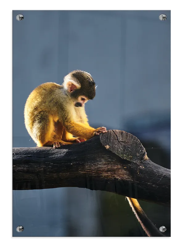 Squirrel Monkey Plakat