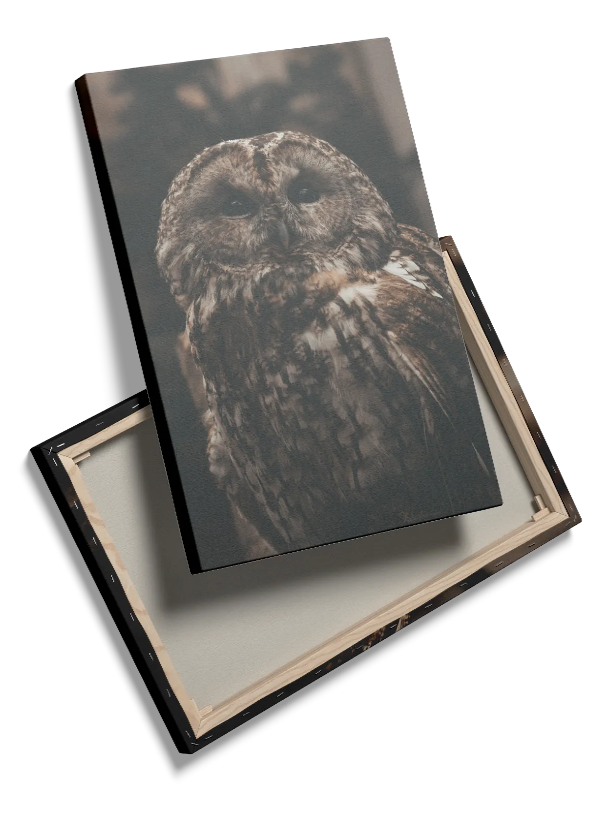 Tawny Owl Plakat
