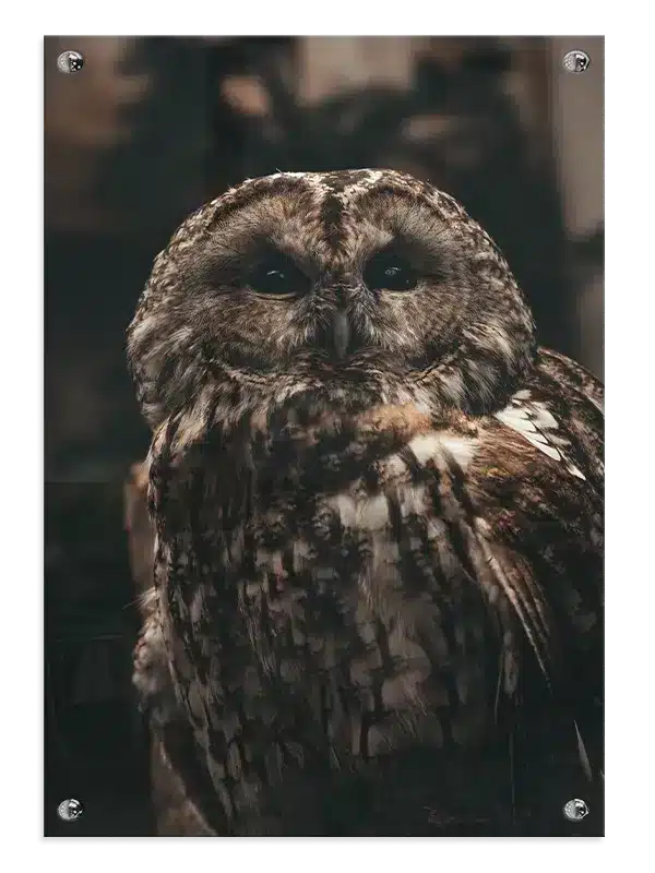 Tawny Owl Plakat