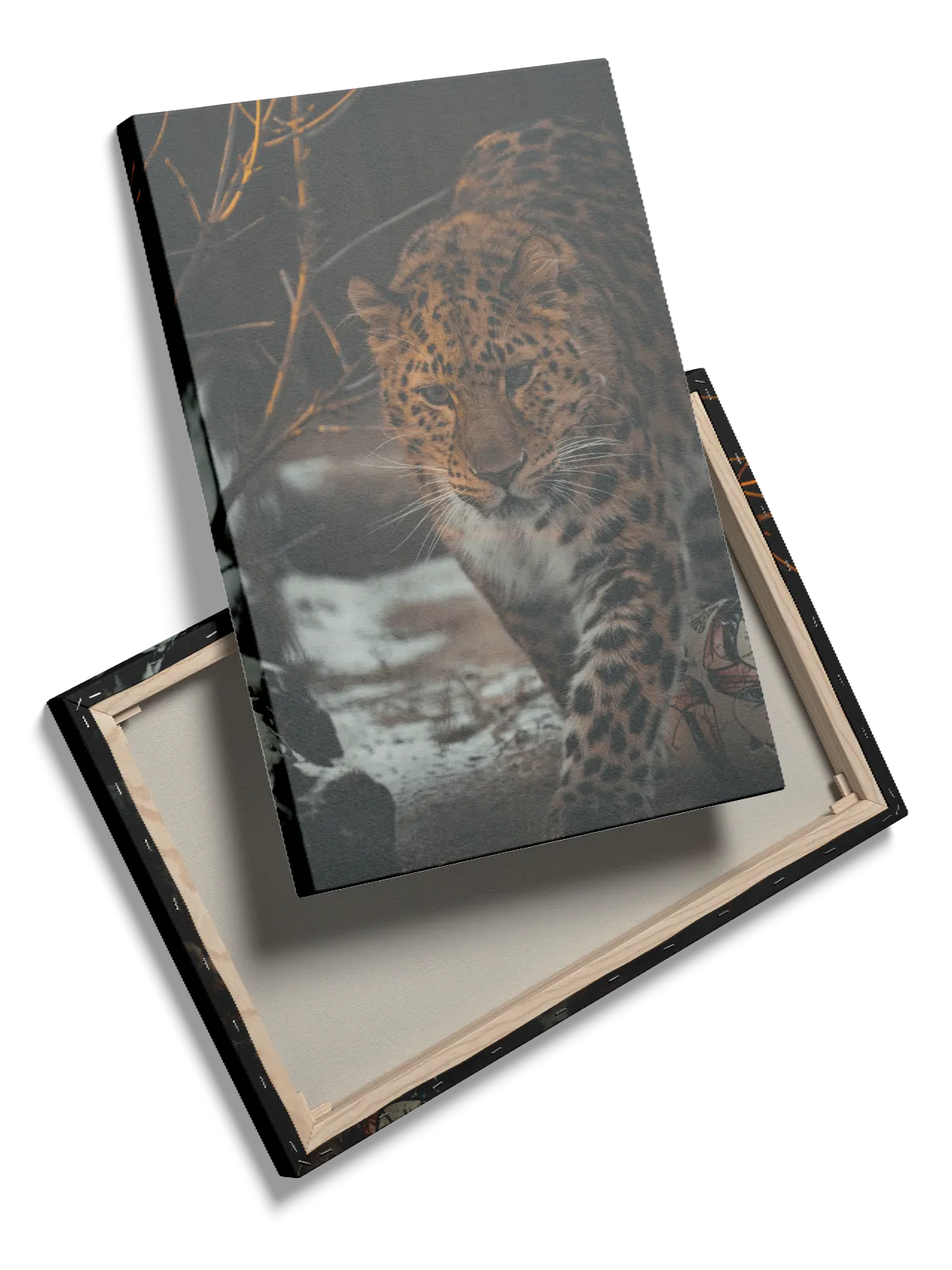 Amur Leopard Plakat
