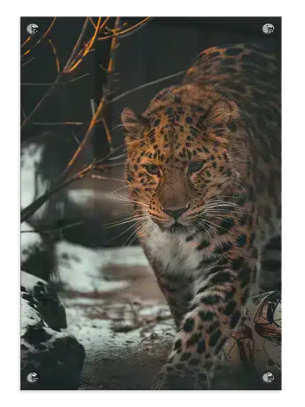 Amur Leopard Plakat