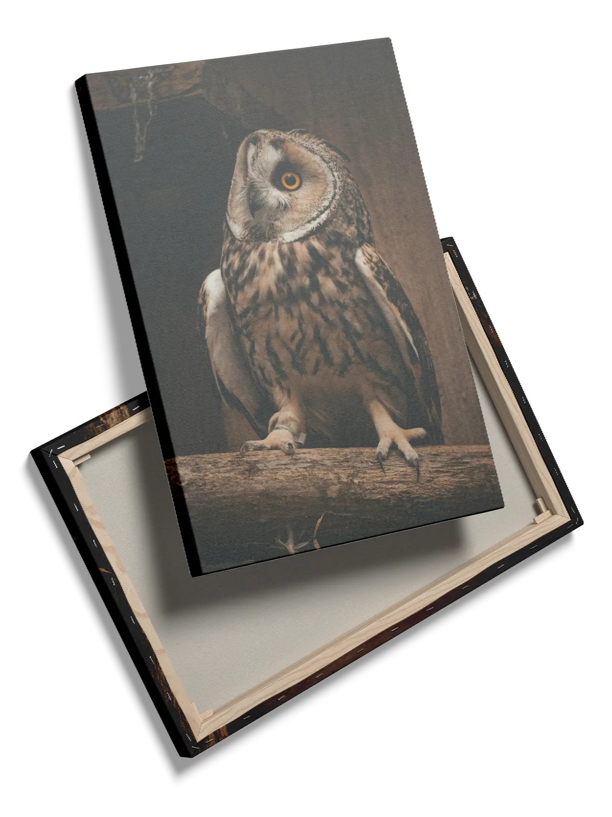 Long Eared Owl Plakat