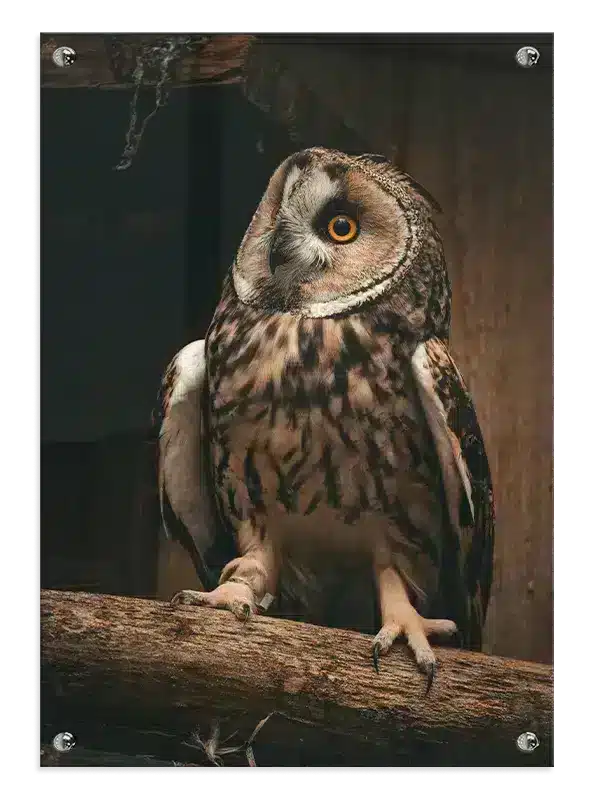 Long Eared Owl Plakat