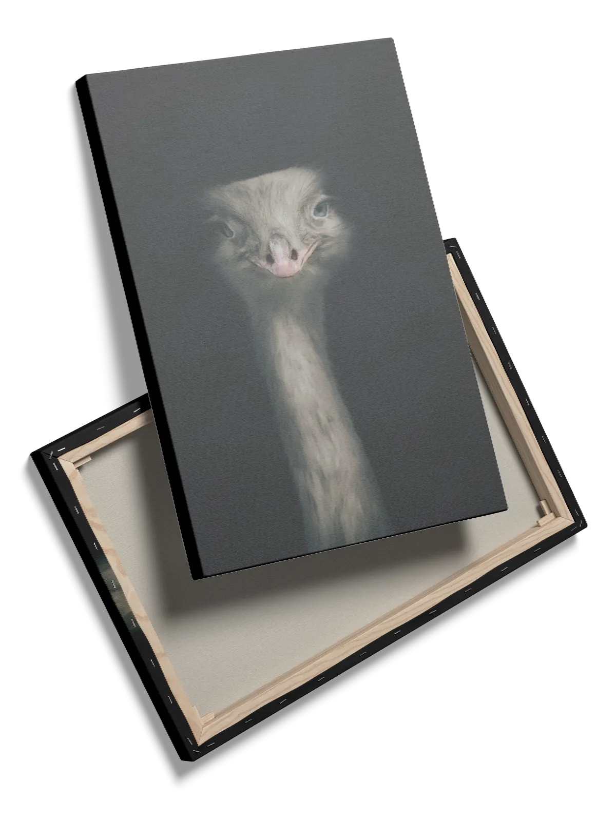 Fugl Ostrich Plakat