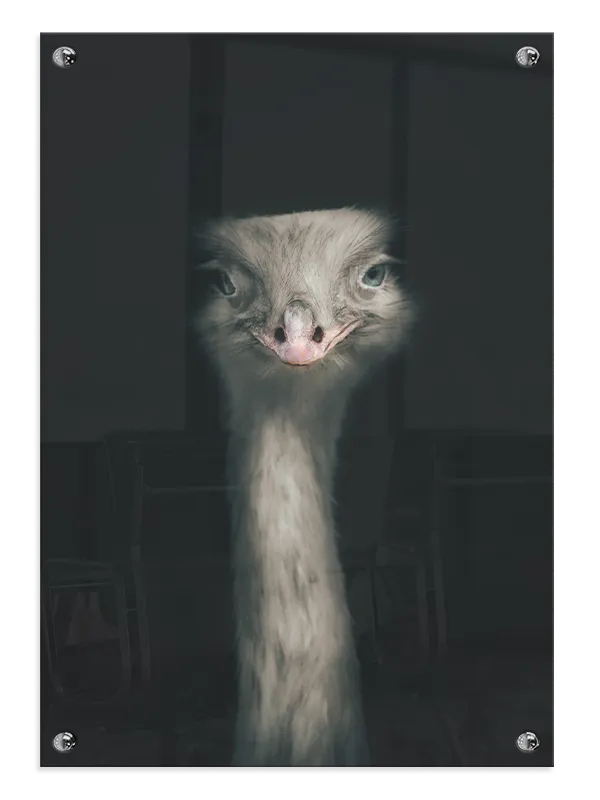 Fugl Ostrich Plakat