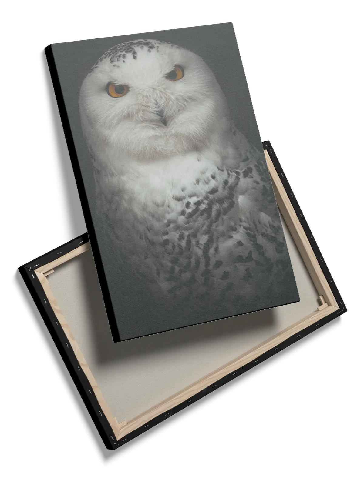 Snowy Owl Portrait Plakat