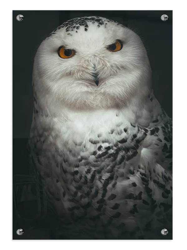 Snowy Owl Portrait Plakat