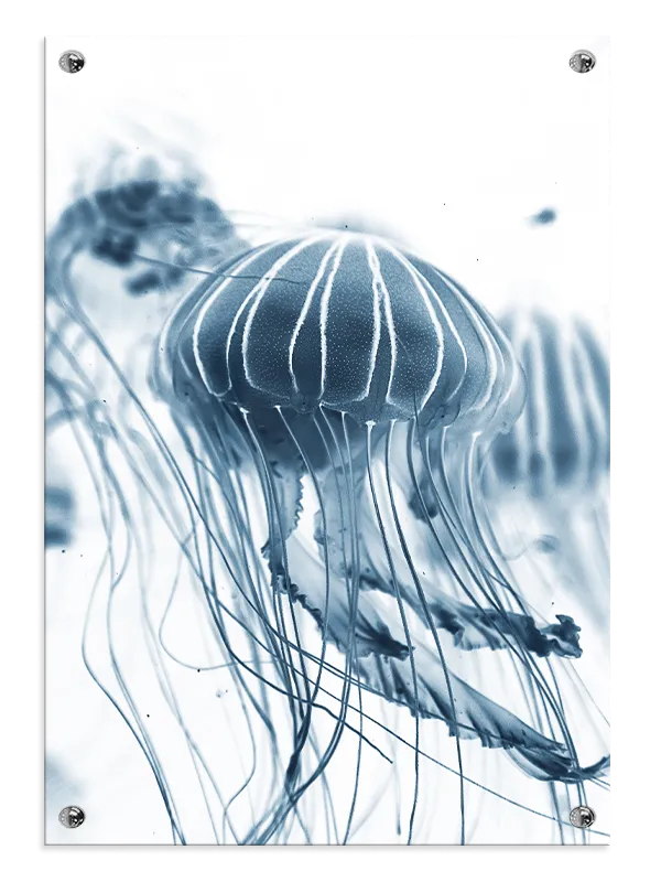 Jellyfish Blue Plakat