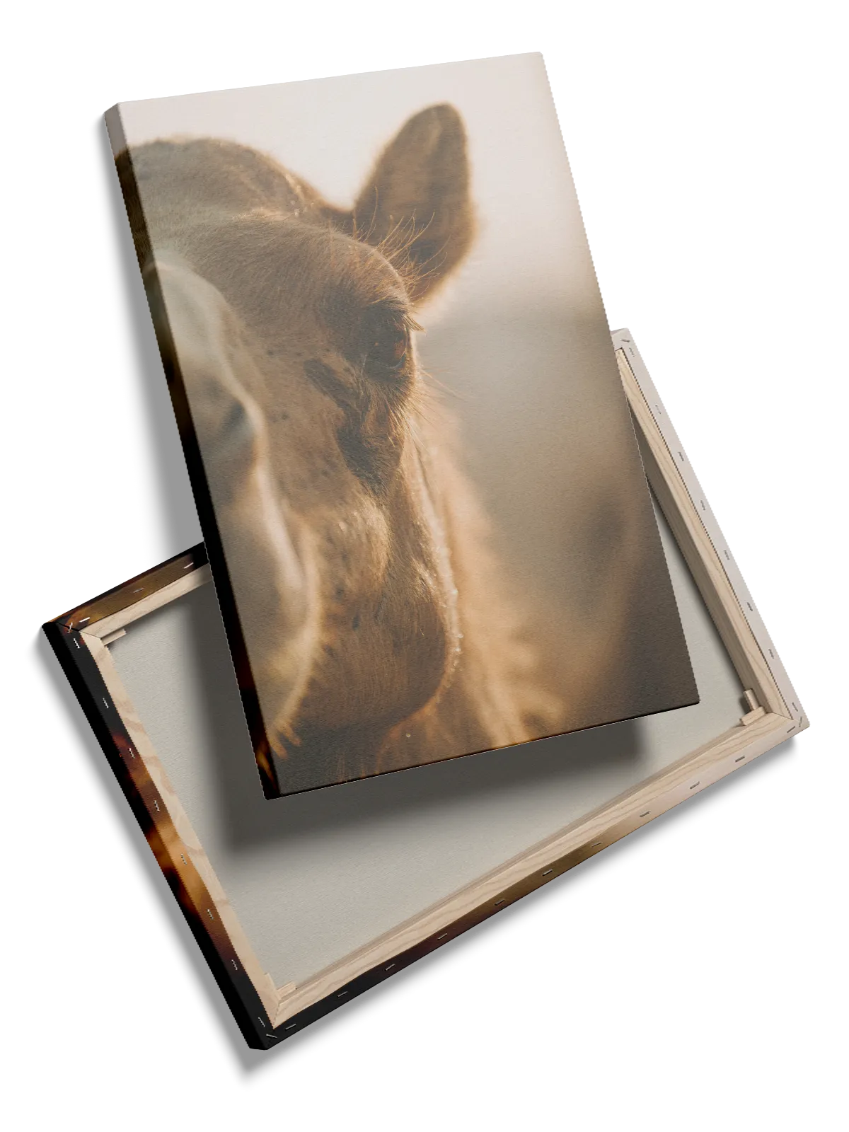 Bi Camel Closeup Plakat