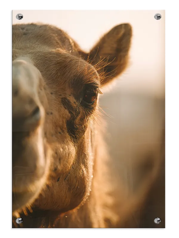 Bi Camel Closeup Plakat