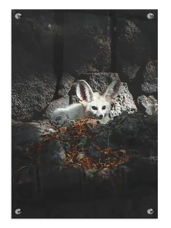 Fennec Fox Plakat