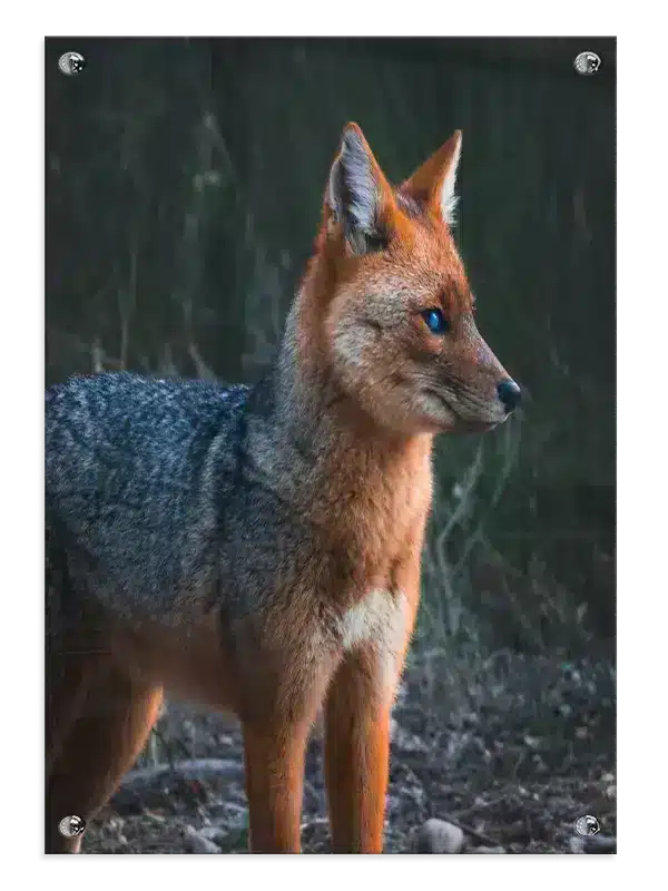 Maned Wolf Plakat