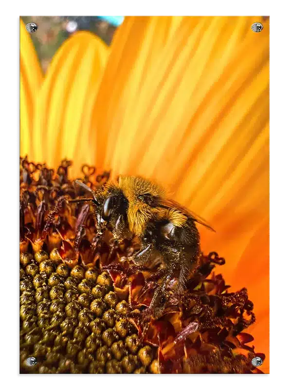 Bumblebee On Sunflower Plakat