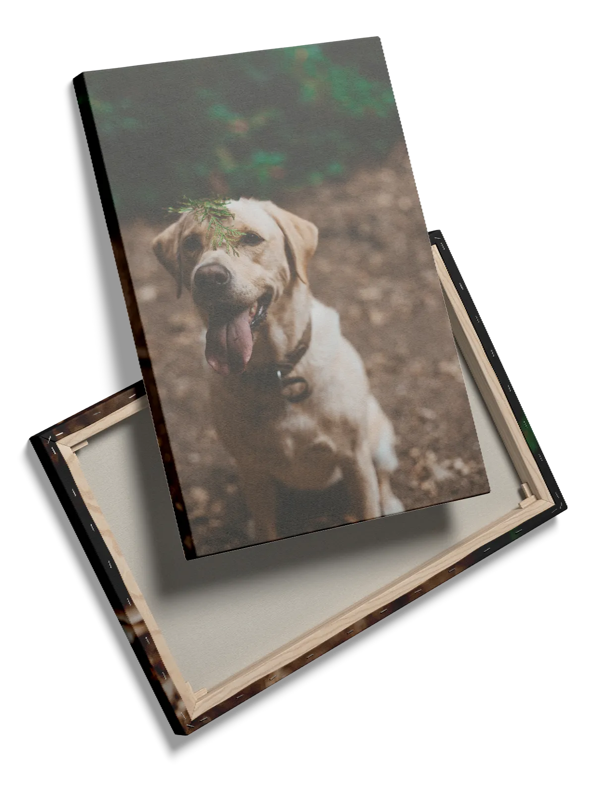 Labrador Retriever No2 Plakat