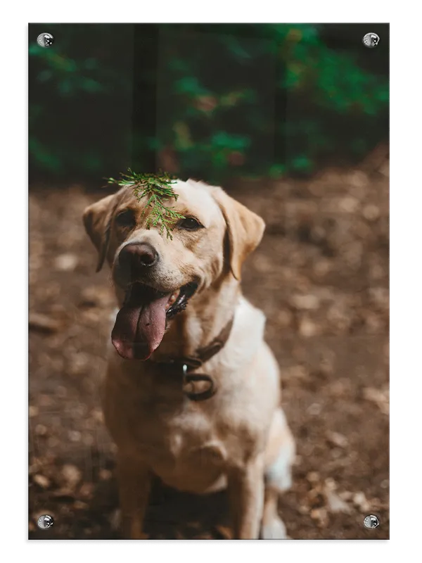 Labrador Retriever No2 Plakat