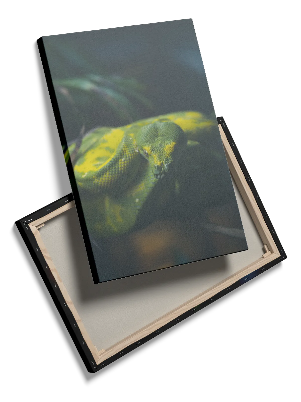 Slange Green Tree Python Plakat