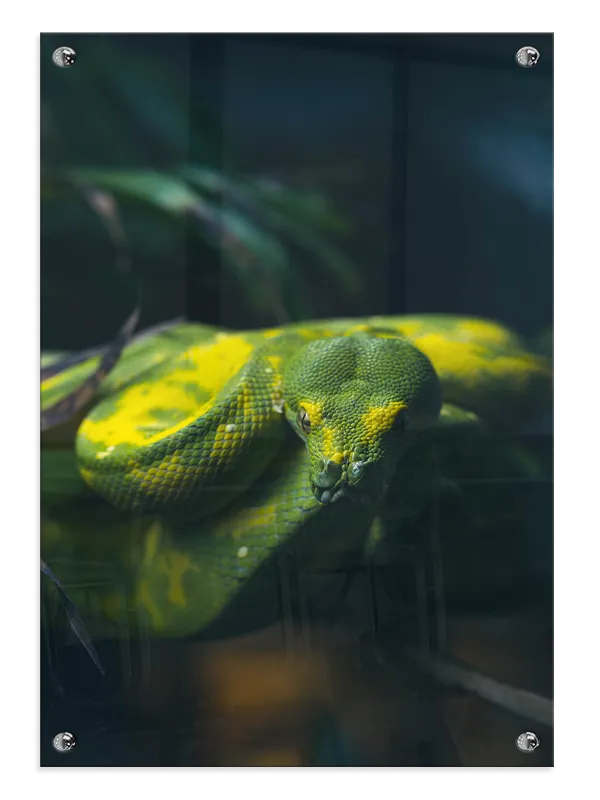 Slange Green Tree Python Plakat