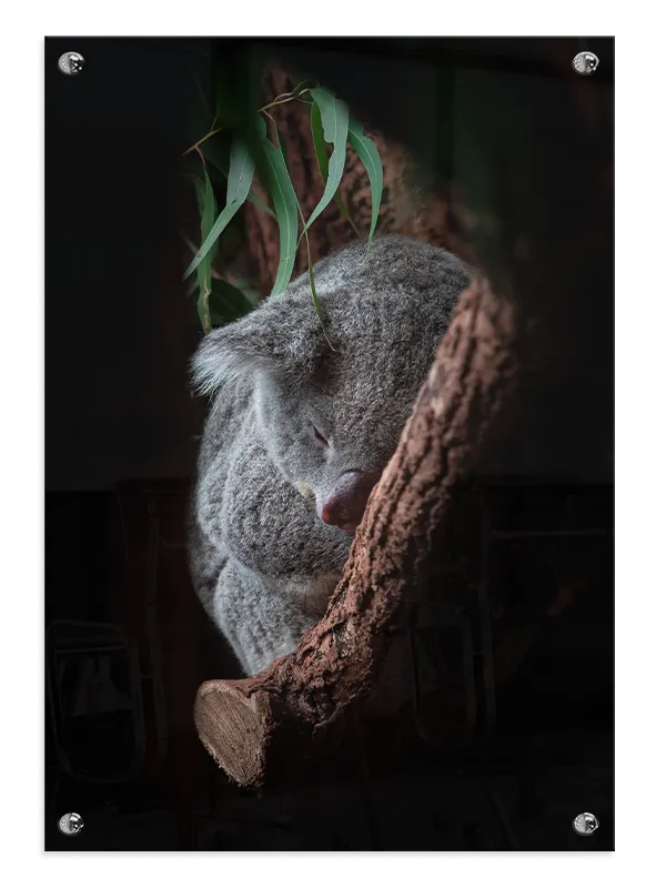 Sleeping Koala Plakat