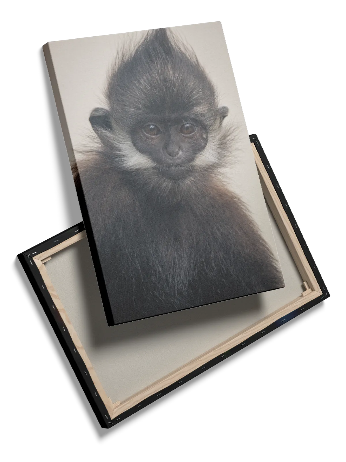Dusky Leaf Monkey Plakat
