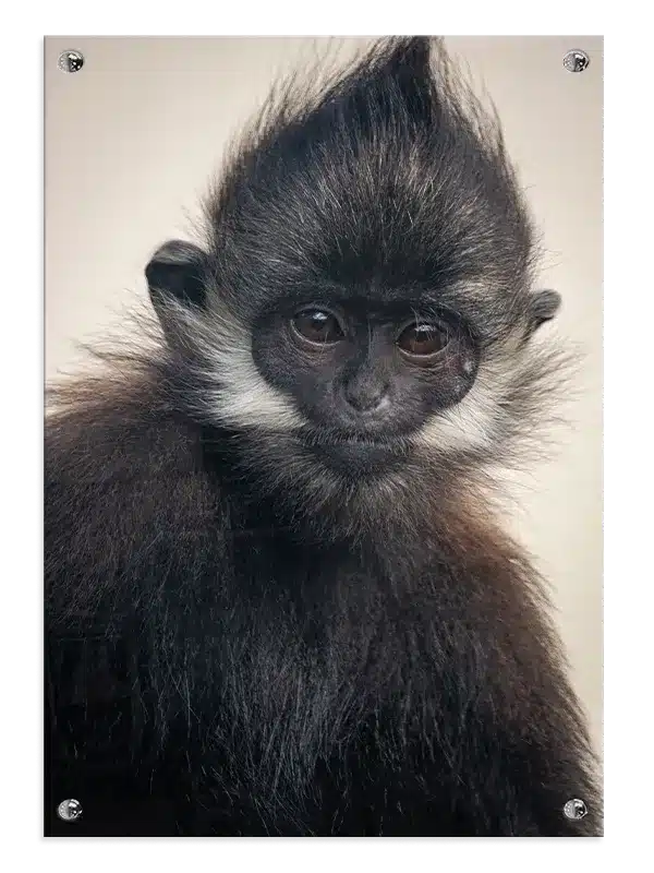 Dusky Leaf Monkey Plakat
