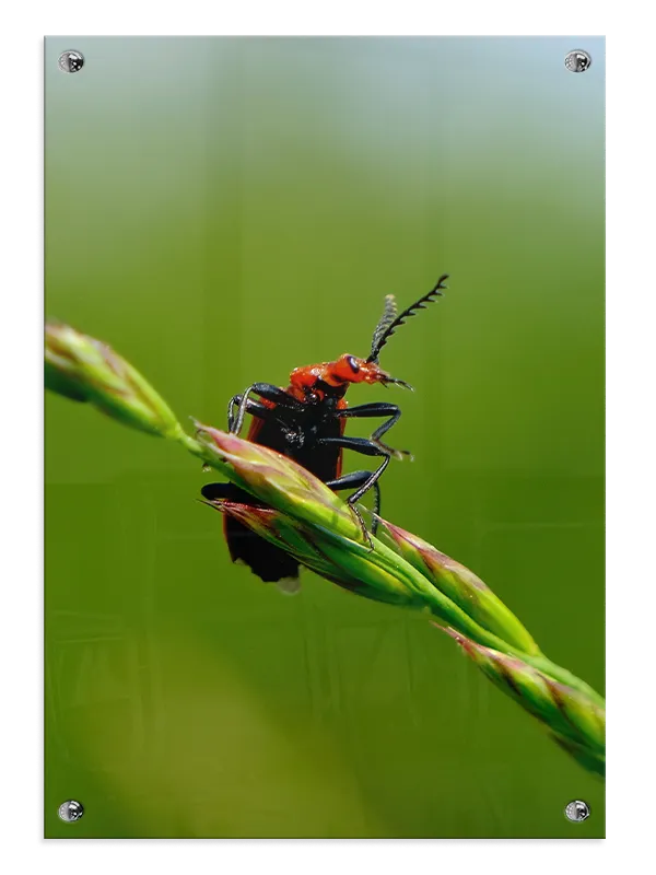 Red Headed Plakat