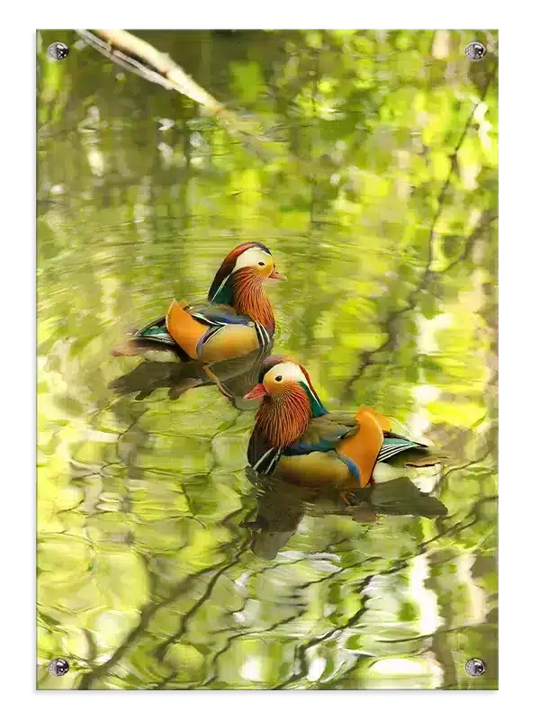 Ugle Mandarin Plakat