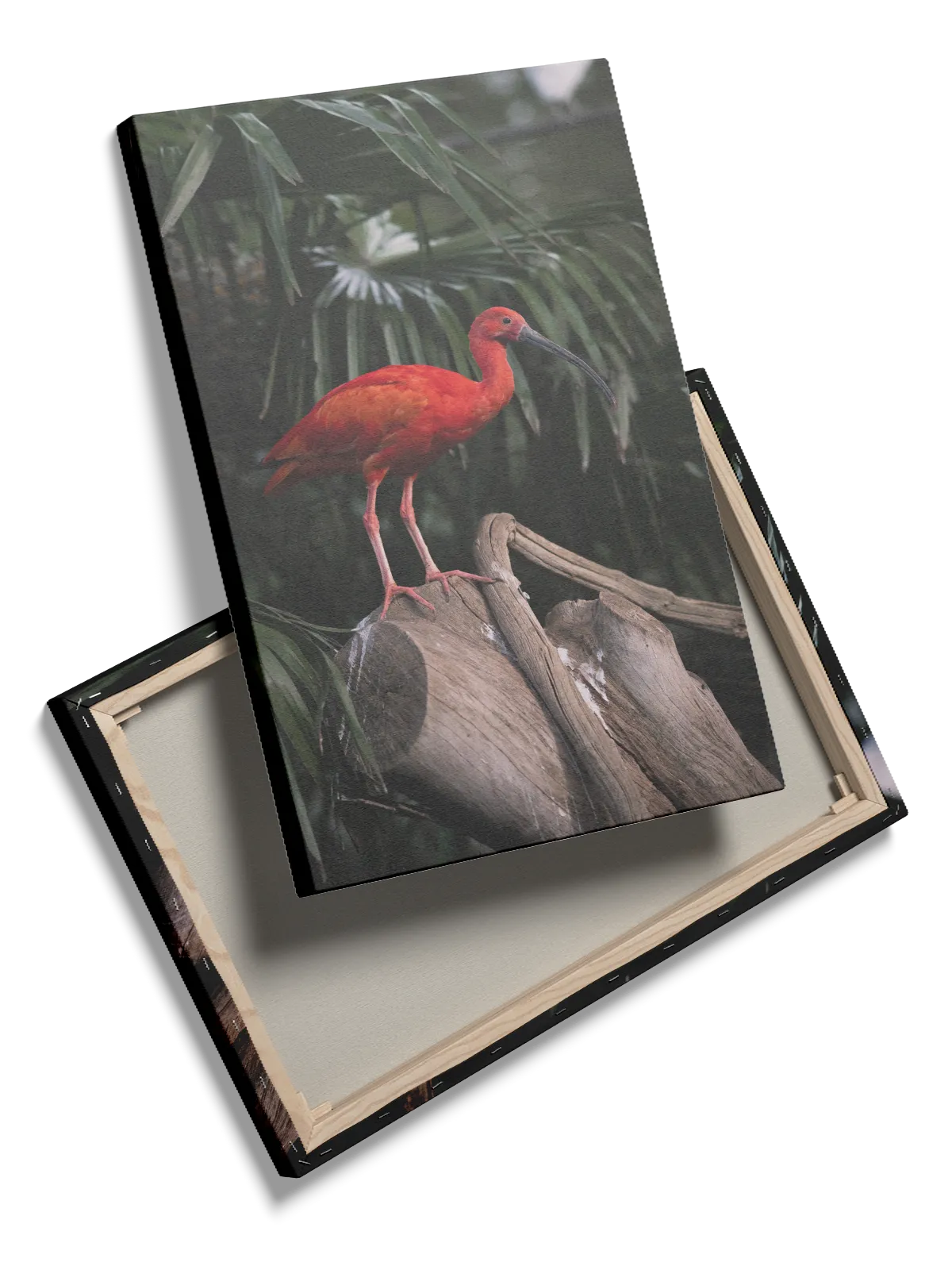 Scarlet Ibis Plakat
