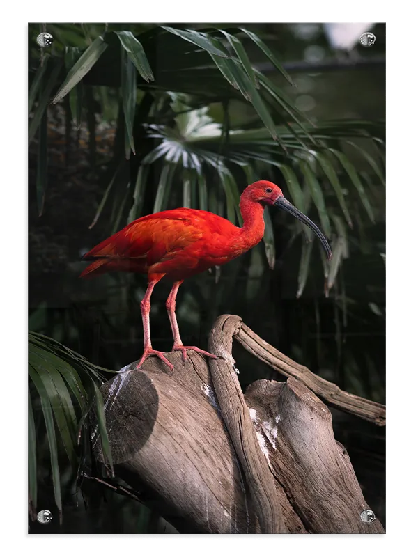 Scarlet Ibis Plakat