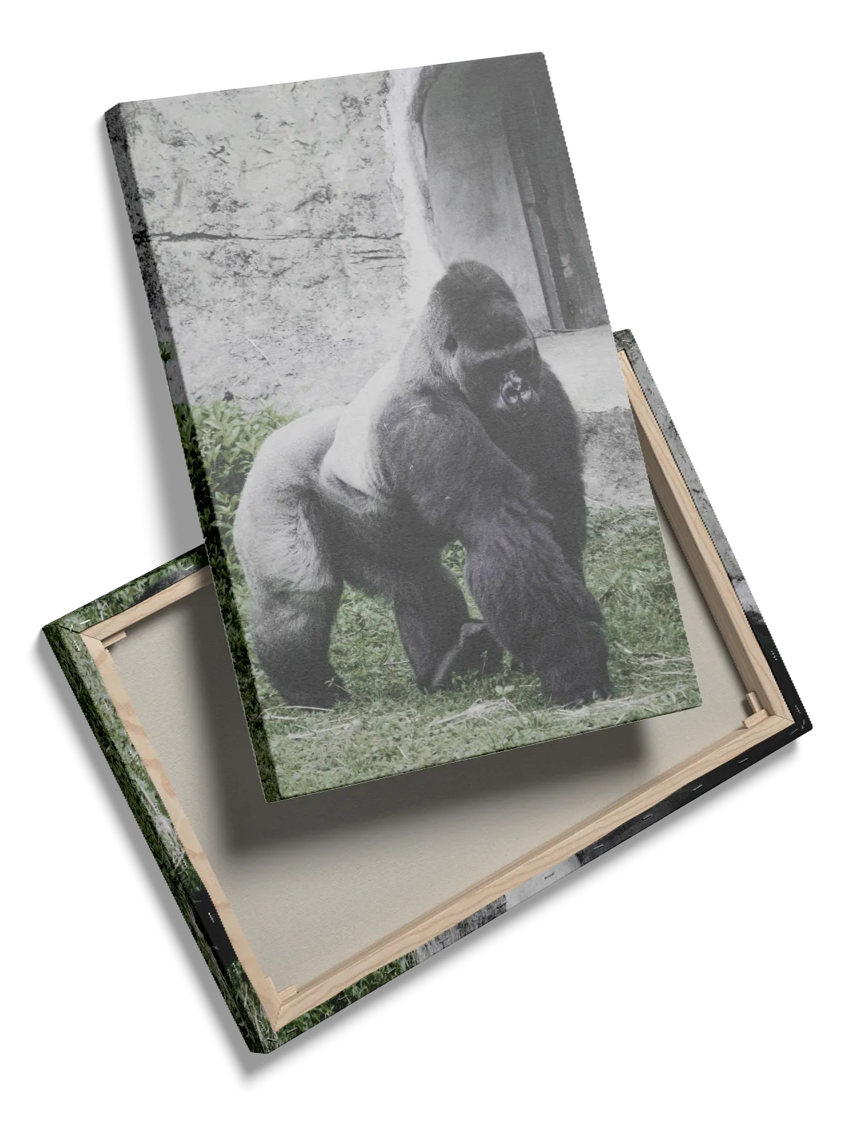 Silverback Gorilla Outdoors Plakat