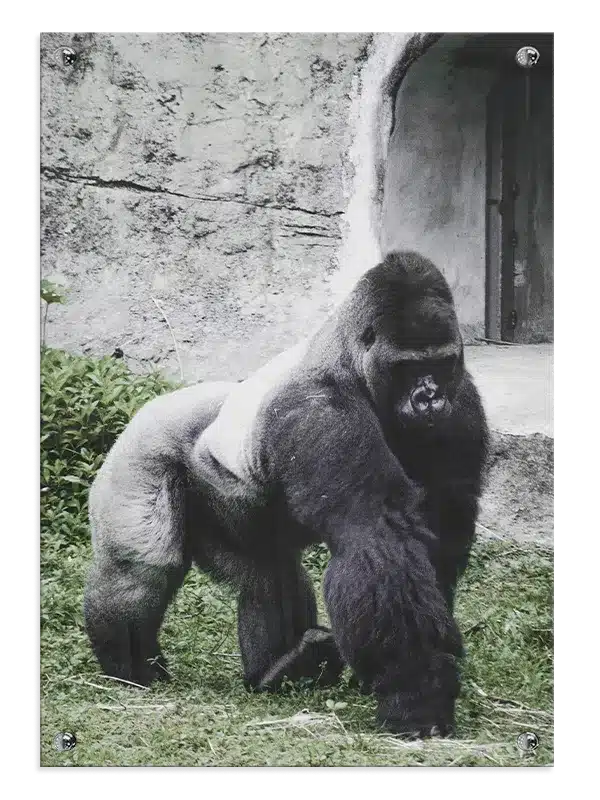 Silverback Gorilla Outdoors Plakat
