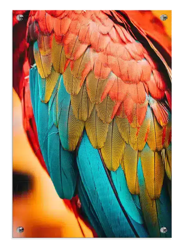 Ugle Macaw Plakat