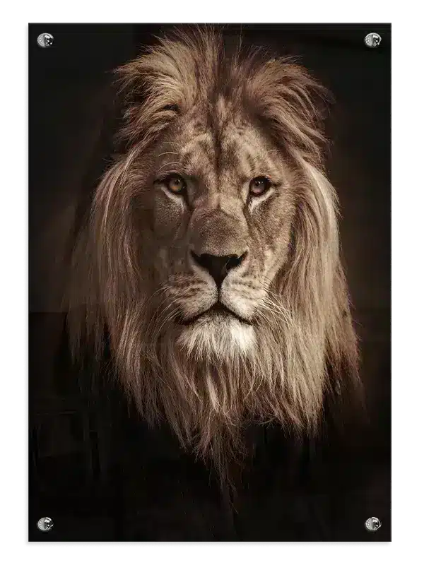 Lion Dark Plakat