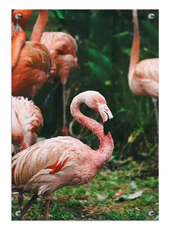 Flamingo Group Plakat