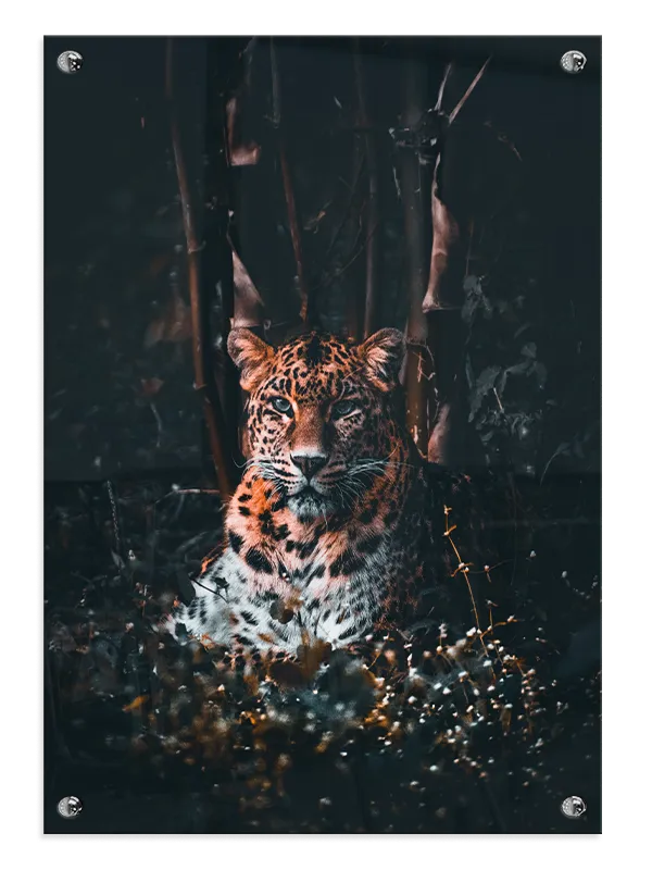 Leopard In Shadows Plakat